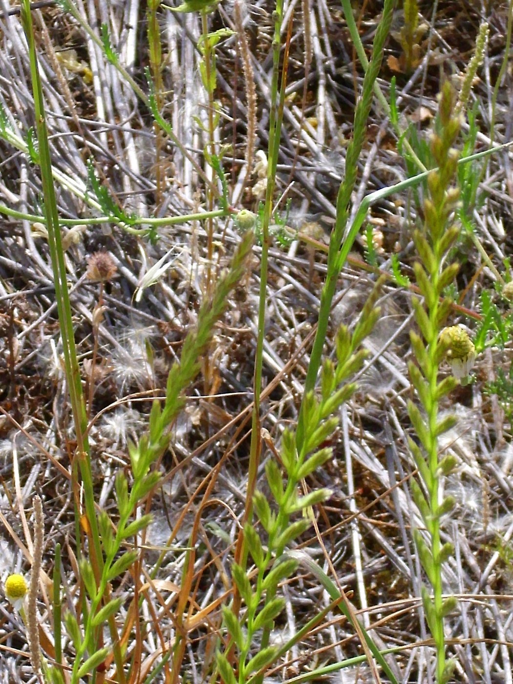 Quackgrass