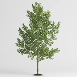 Quaking Aspen Identification Guide