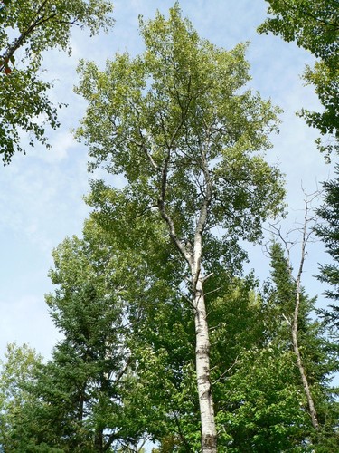Quaking Aspen