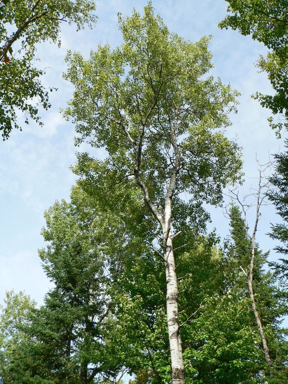 How to Care for Quaking Aspen