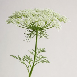 Queen Anne's Lace Identification Guide