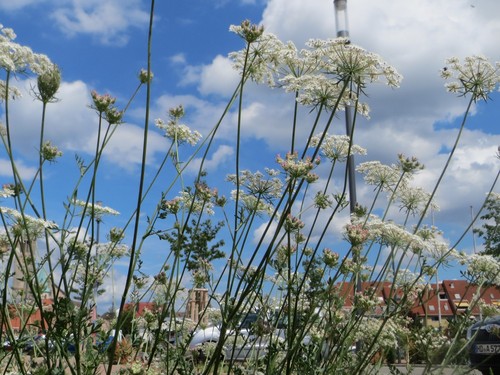 Queen Anne's Lace