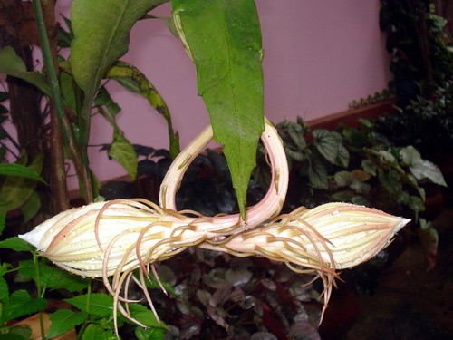 Queen of the Night