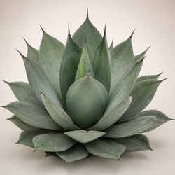 Queen Victoria Agave Identification Guide