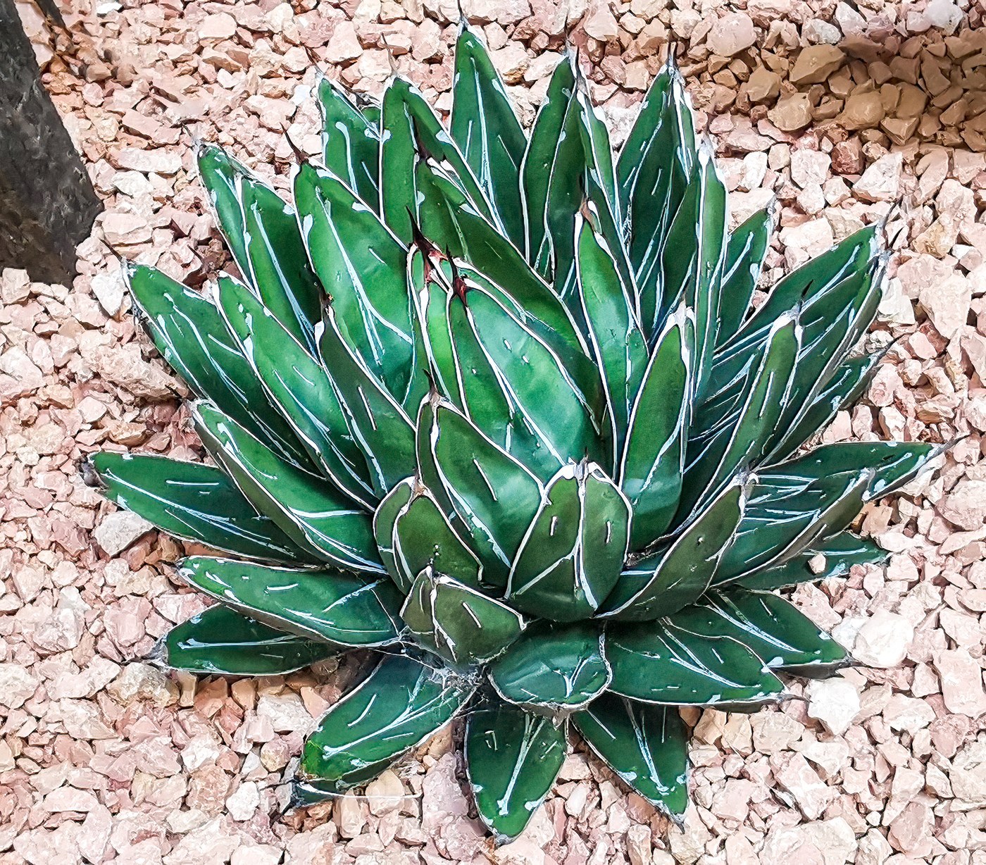 How to Care for Queen Victoria Agave