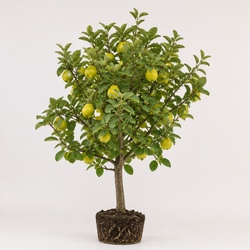 Quince Tree Identification Guide