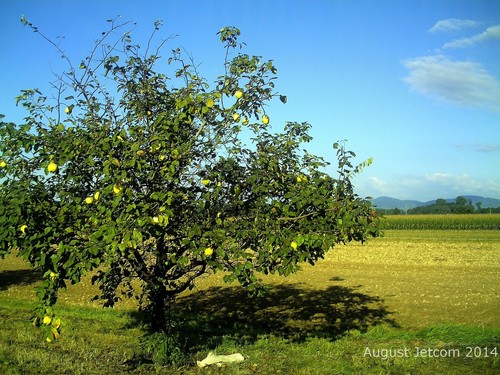 Quince Tree