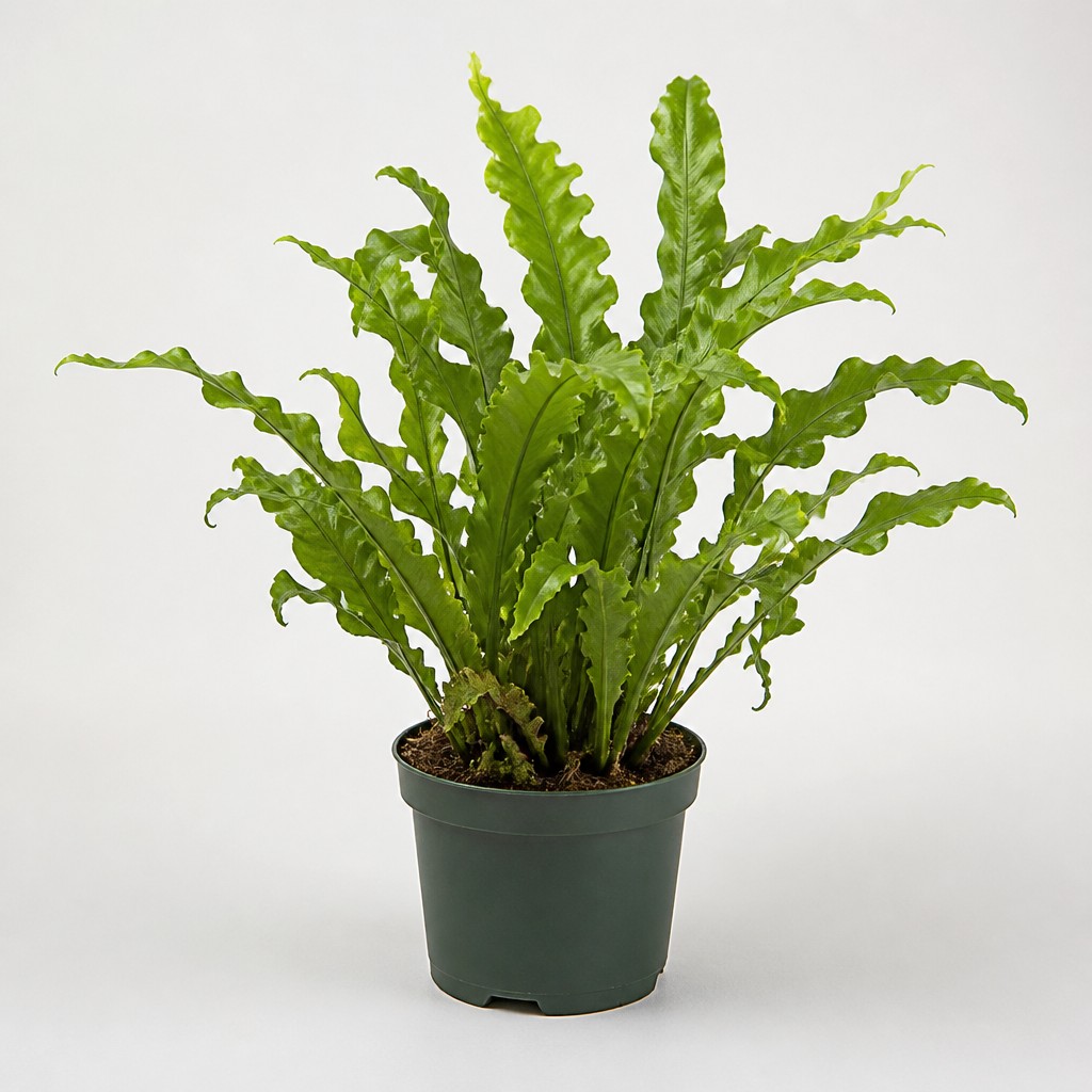 Rabbit's Foot Fern