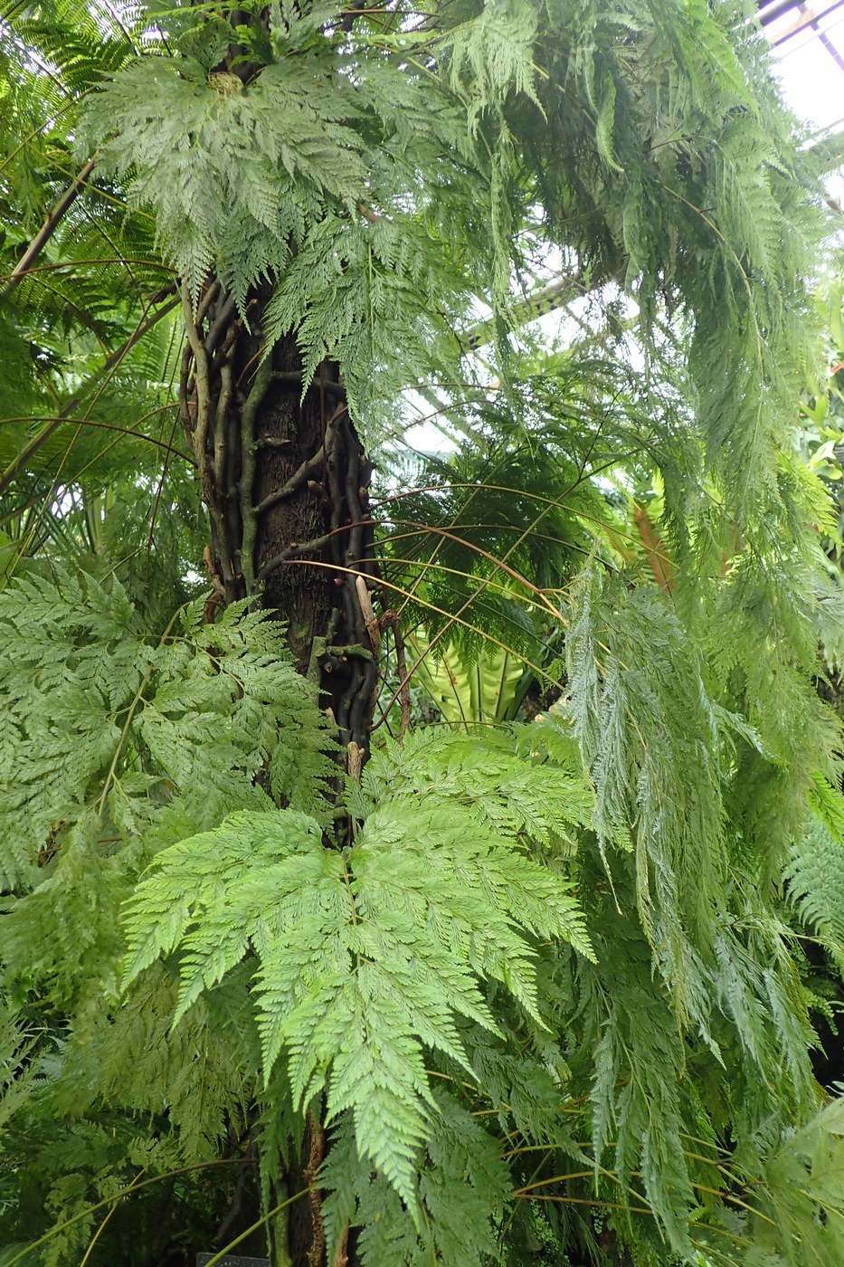 How to Care for Rabbit's Foot Fern
