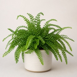 Rabbits Foot Fern Identification Guide