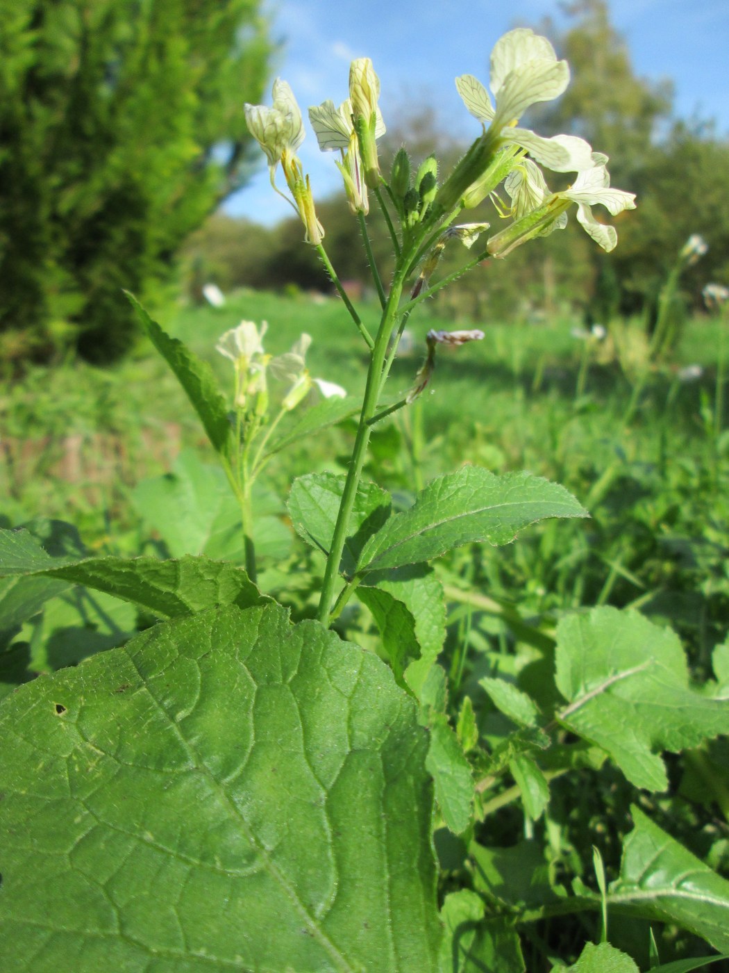 How to Care for Radish
