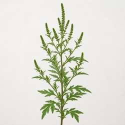 Ragweed Identification Guide