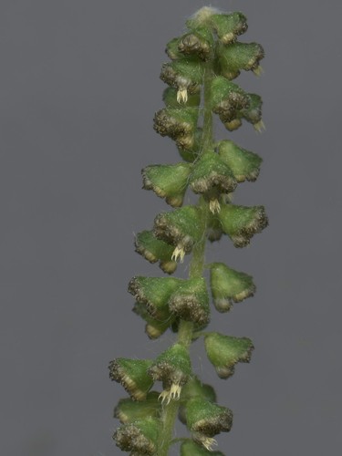 Ragweed