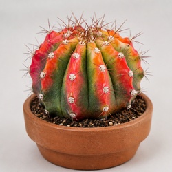 Rainbow Cactus Identification Guide