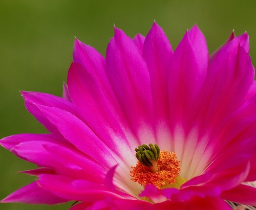 Rainbow Cactus