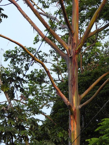Rainbow Eucalyptus