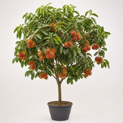 Rambutan Tree Identification Guide