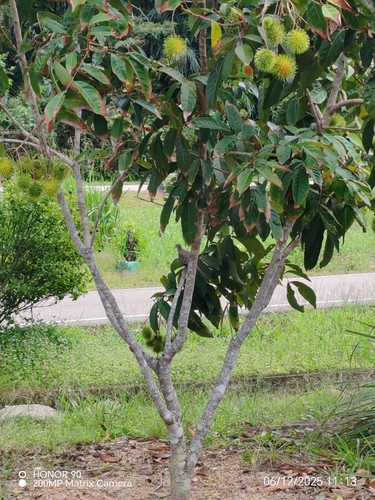 Rambutan Tree