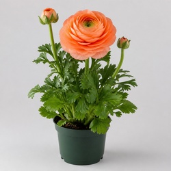 Ranunculus Identification Guide