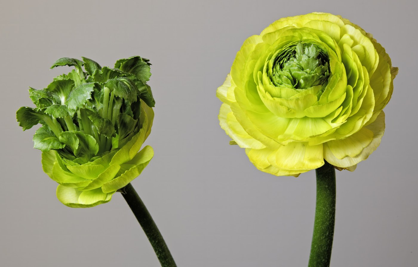 Ranunculus
