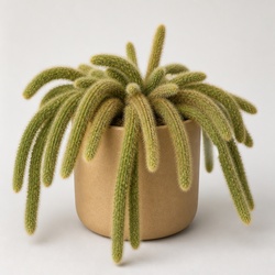 Rat Tail Cactus Identification Guide