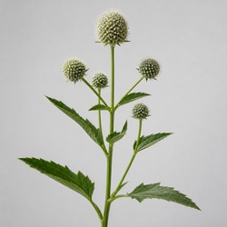 Rattlesnake Master Identification Guide