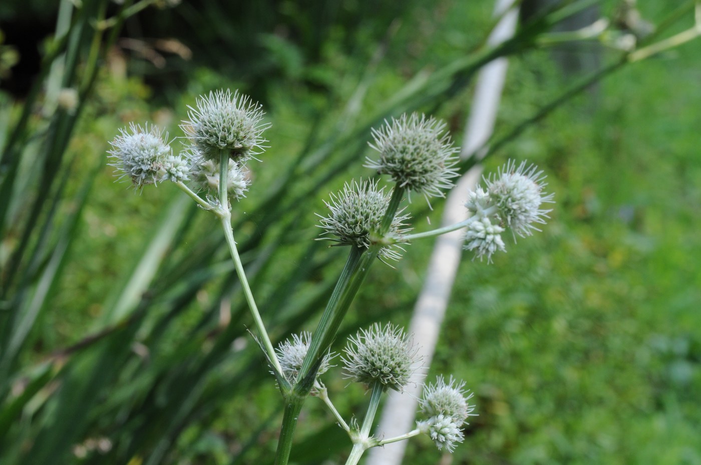 How to Care for Rattlesnake Master