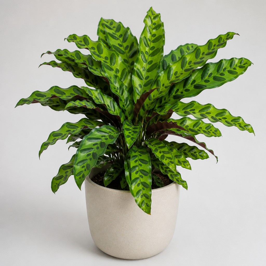 Rattlesnake Plant