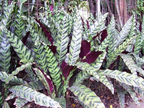 Rattlesnake Plant