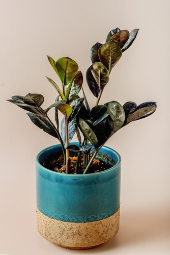 Raven ZZ Plant