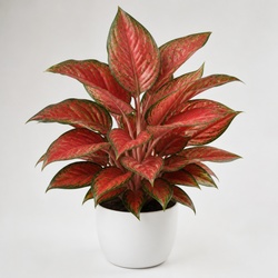 Red Aglaonema Identification Guide
