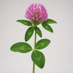 Red Clover Identification Guide