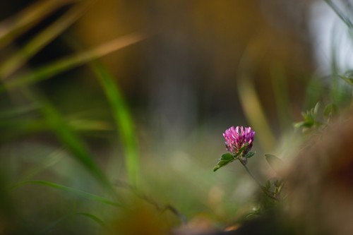Red Clover
