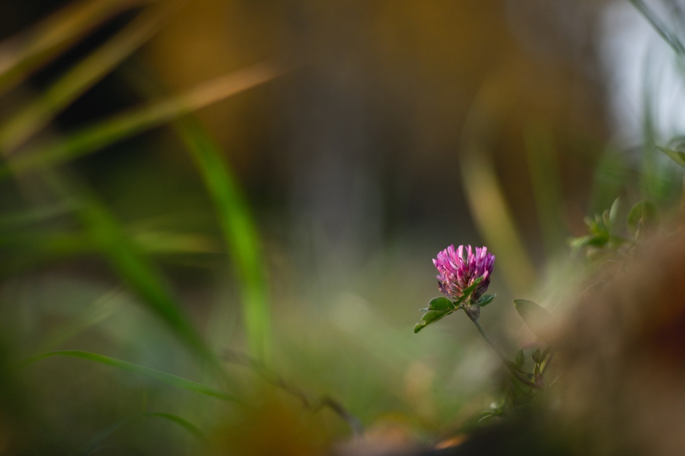 How to Care for Red Clover