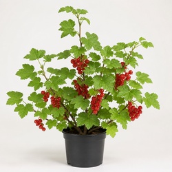 Red Currant Identification Guide