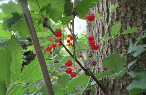 Red Currant