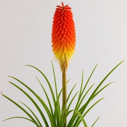 Red Hot Poker Identification Guide