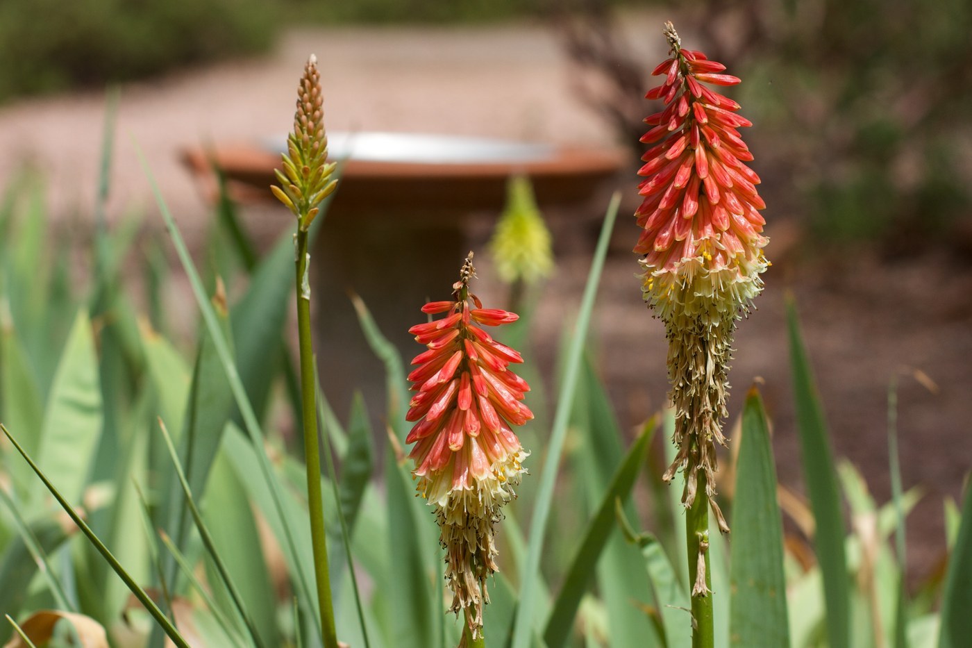 How to Care for Red Hot Poker