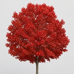 Red Maple Identification Guide