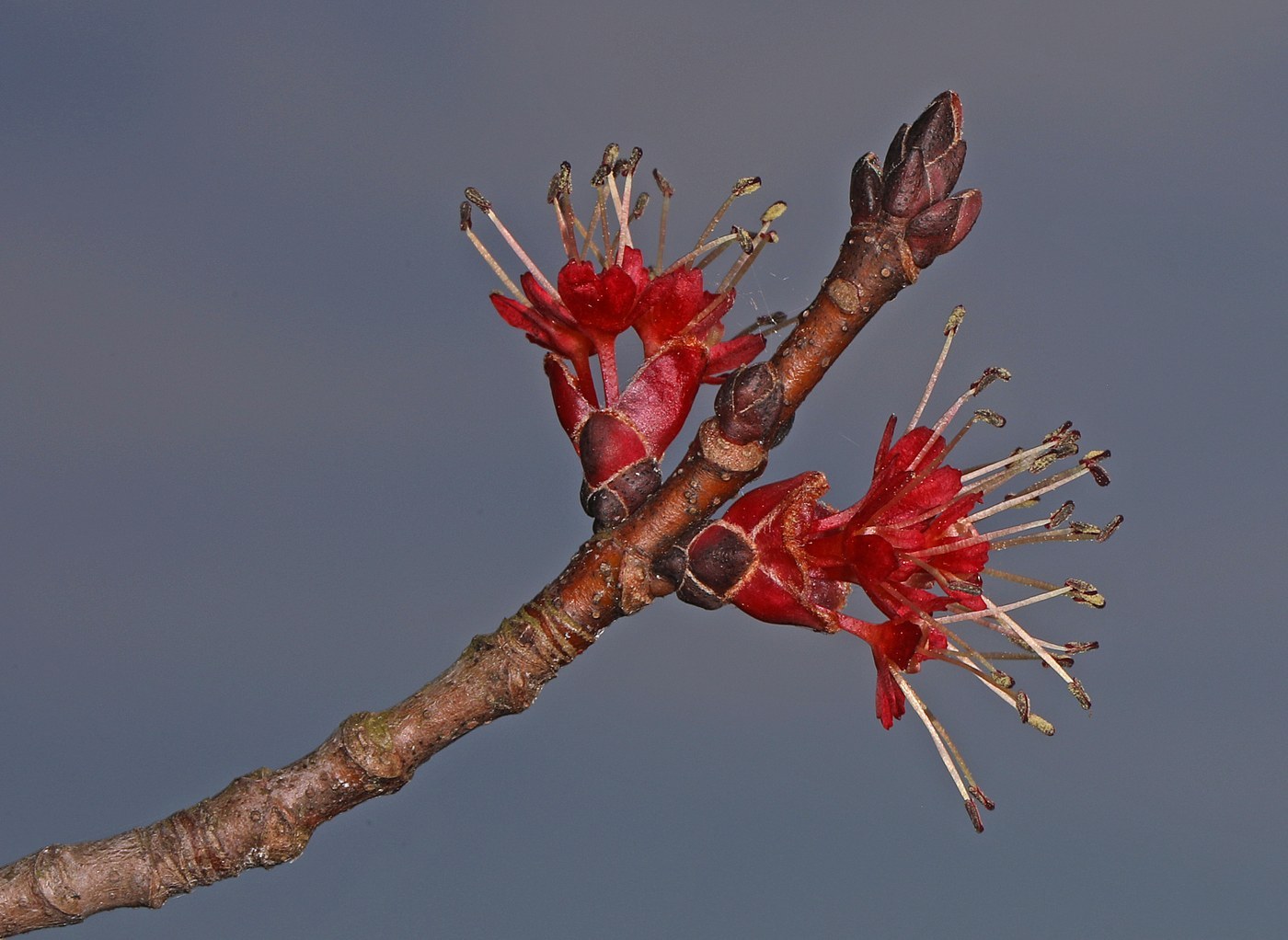 How to Care for Red Maple
