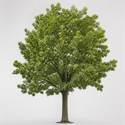 Red Oak Identification Guide