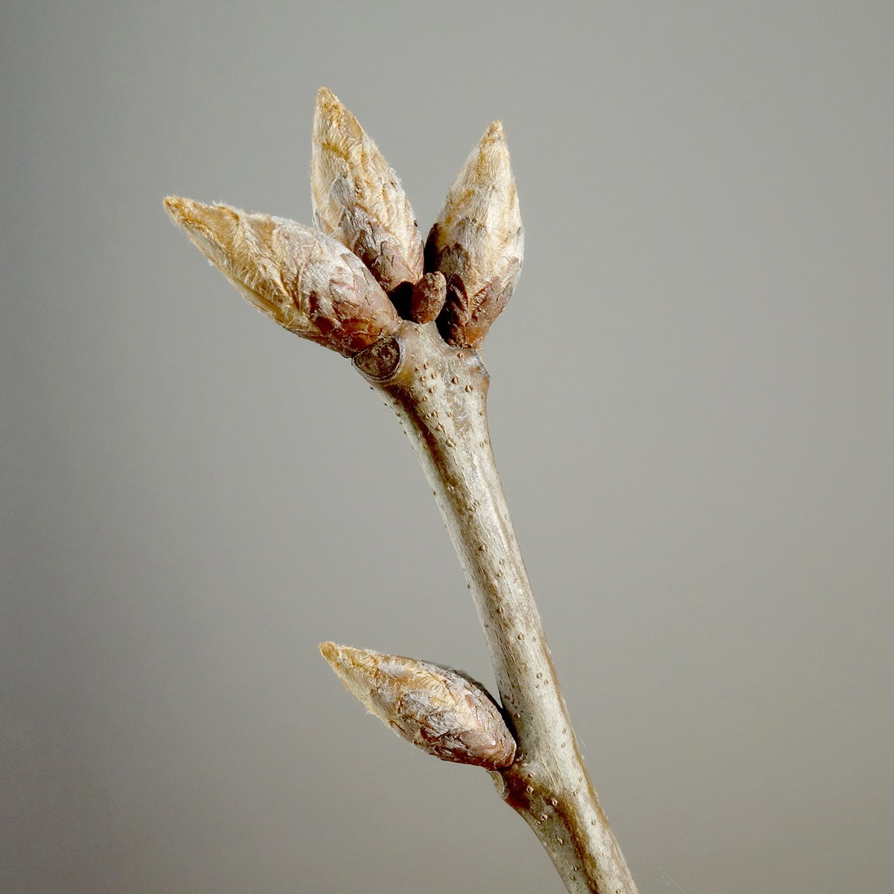 How to Care for Red Oak