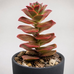 Red Pagoda Identification Guide