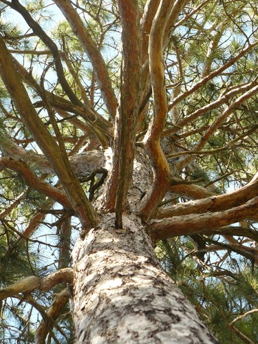 Red Pine
