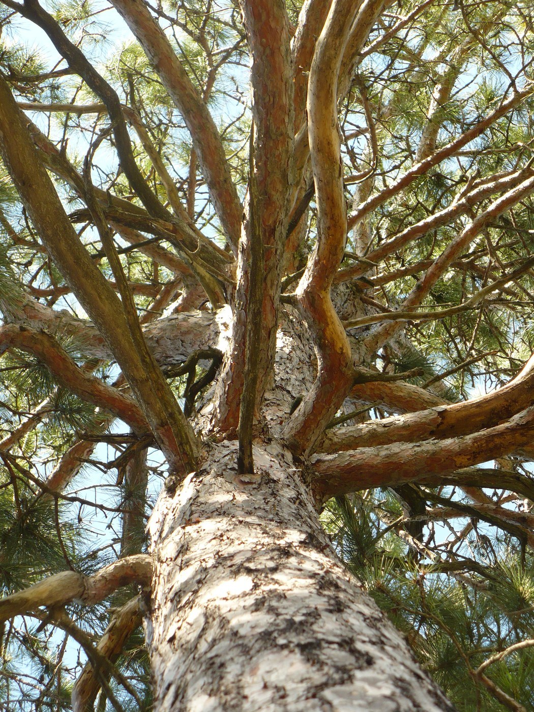 How to Care for Red Pine