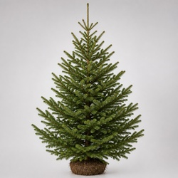 Red Spruce Identification Guide