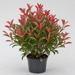 Red Tip Photinia Identification Guide