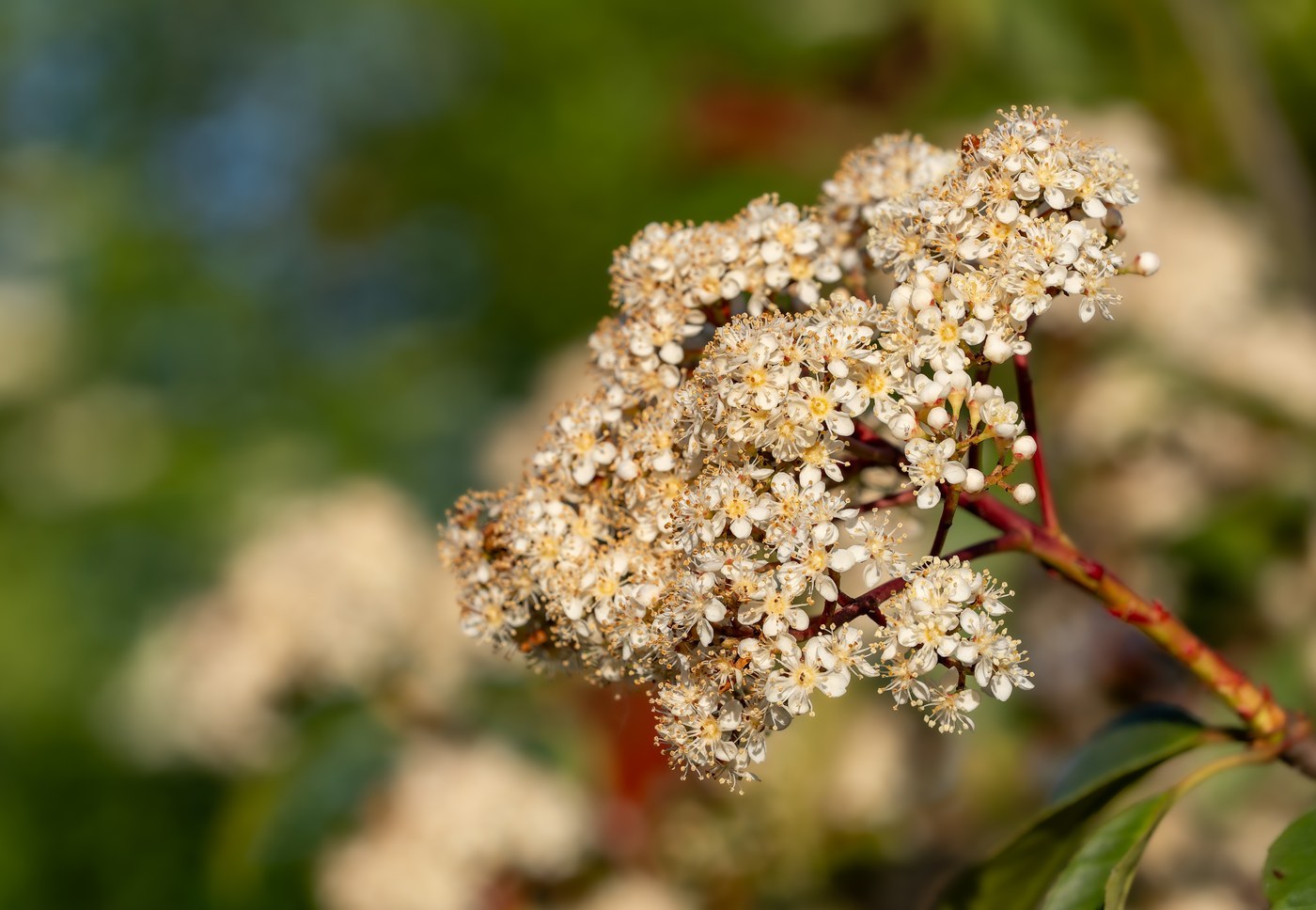How to Care for Red Tip Photinia