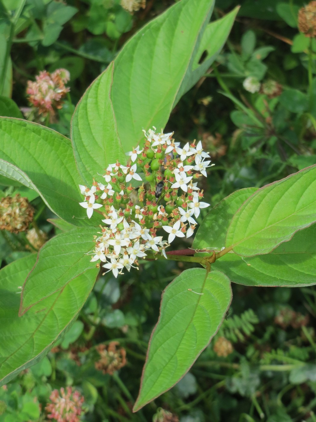 How to Care for Red Twig Dogwood