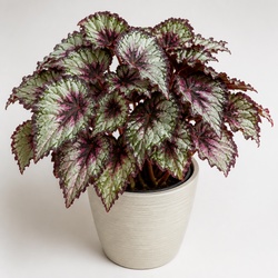 Rex Begonia Identification Guide